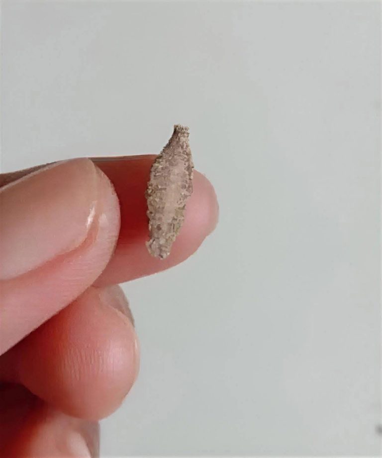 Kamitetep: The moth that clings to walls and what you should know