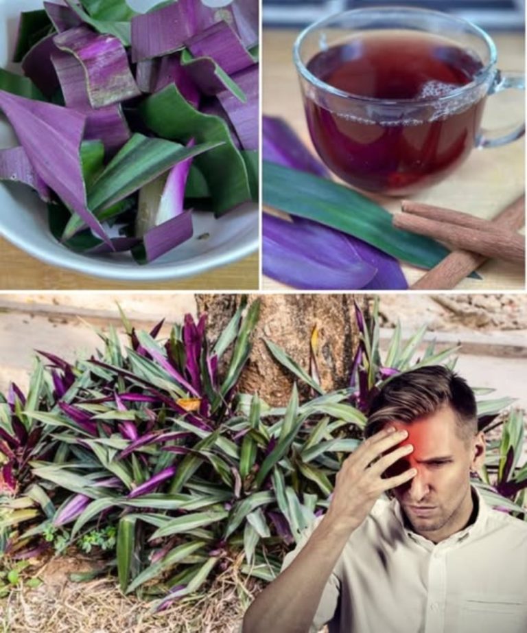 The Incredible Health Benefits of the Purple Maguey Plant That You Never Knew About