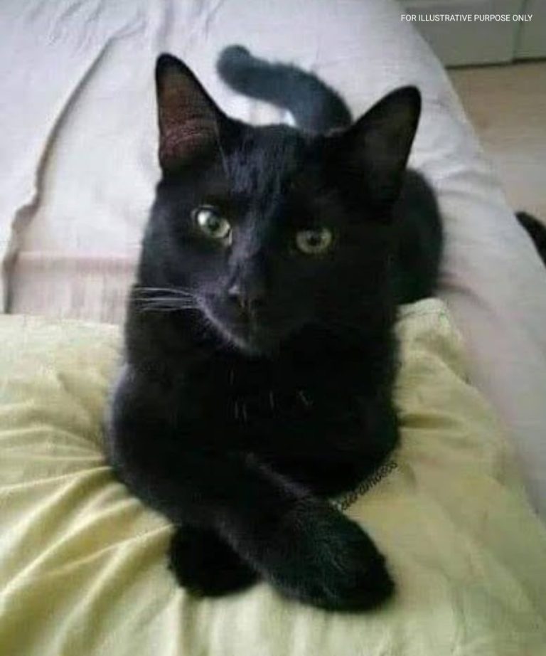 What It Can Mean When a Black Cat Approaches You