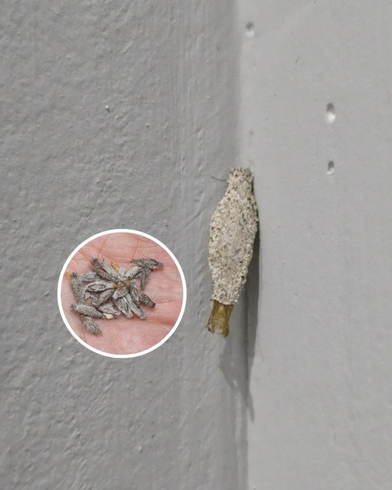 The Wall-Clinging Mystery: Is the ‘Kamitetep’ a Real Moth or an Internet Myth?