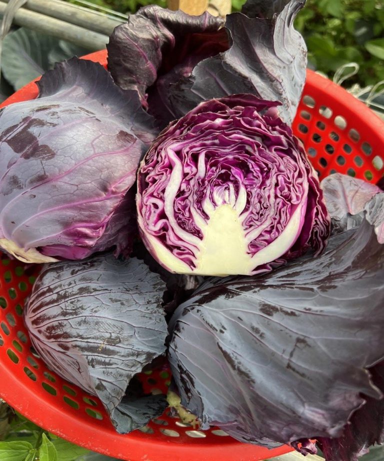 Doctors reveal that eating purple cabbage causes ….