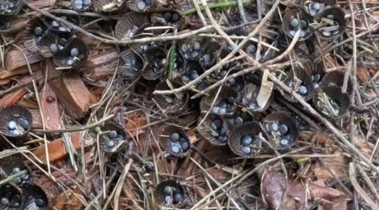 We spotted something unusual in a friend’s garden, and discovering what it was really surprised us.