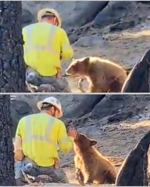 The Man Who Went to Cut Trees and Found His Conscience Instead