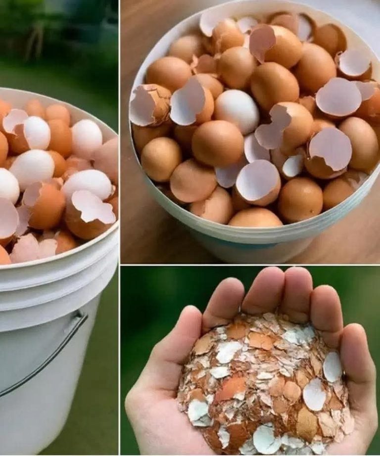 Before You Throw Away Those Eggshells, Read This — 13 Reasons They’re Worth Saving