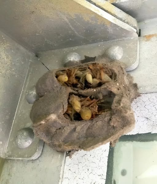 I Went Into the Garage to Grab a Toolbox — and Found Something Completely Unexpected