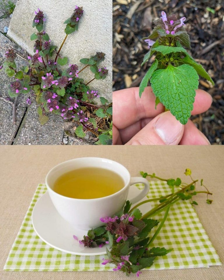 Purple Deadnettle (Lamium purpureum): A Hidden Gem of Medicinal and Practical Uses