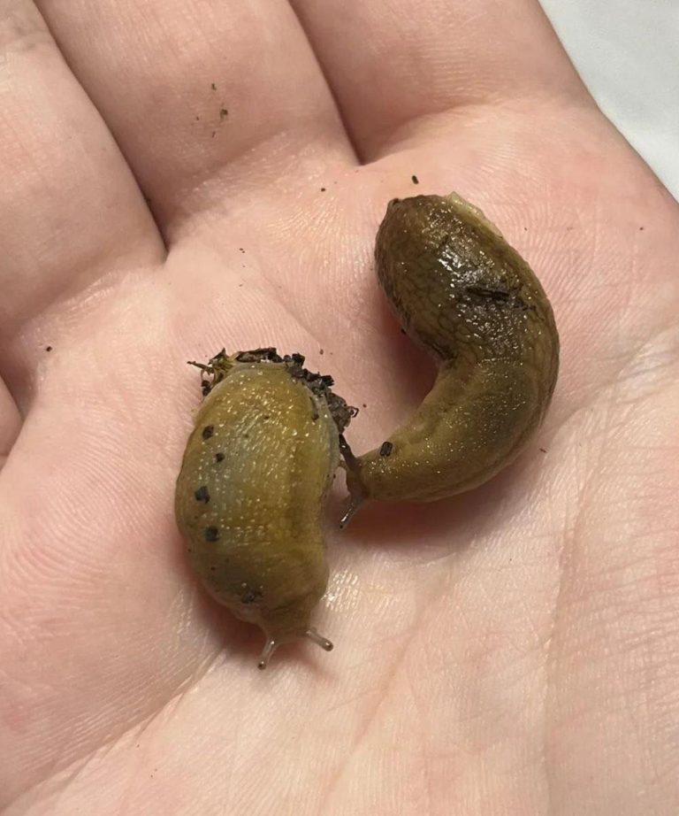 If Slugs Keep Visiting Your House, Check This Immediately