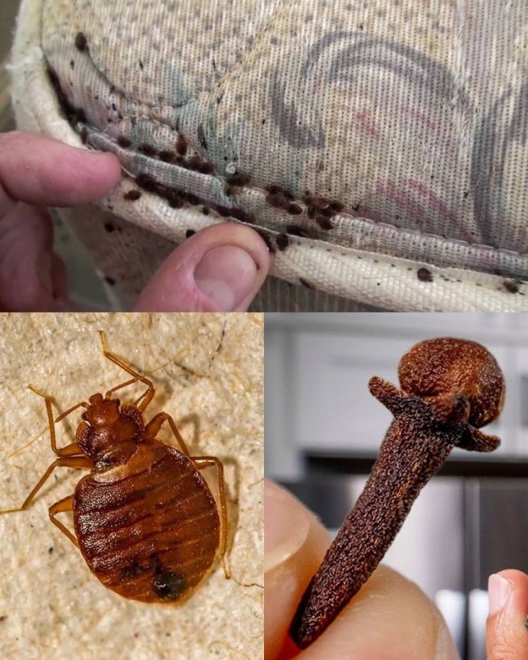 Goodbye bed bugs: simple and natural solutions to eliminate them