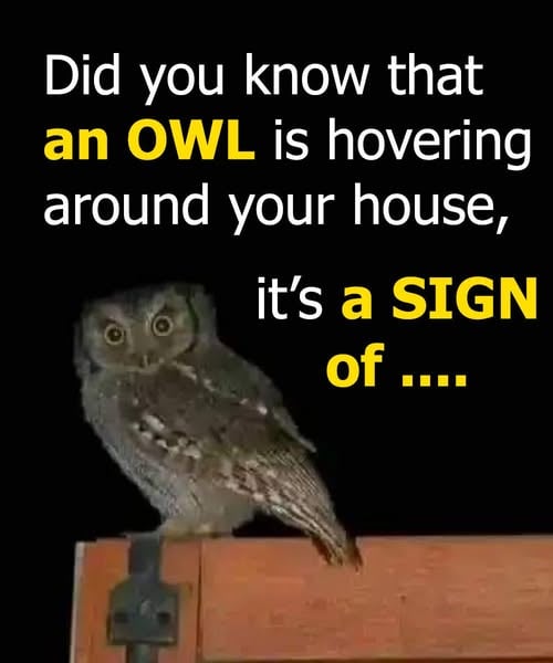Did you know that an OWL is hovering around your house when
