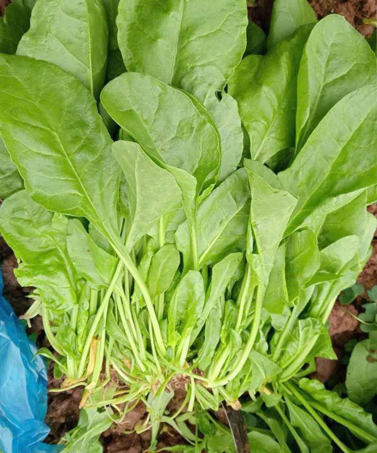 Doctors reveal that eating spinach causes