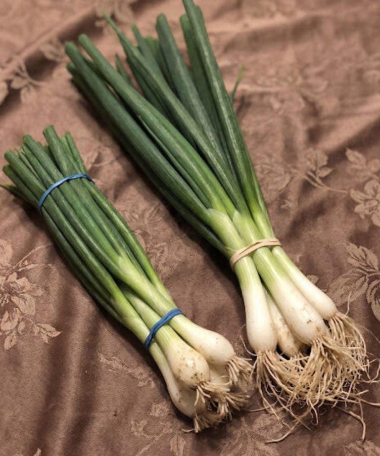 Doctors reveal that eating green onions causes …