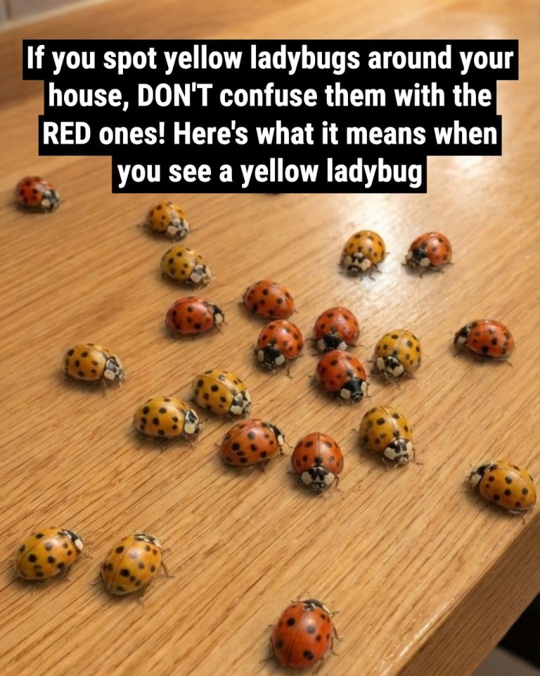 What It Means If You See a Yellow Ladybug