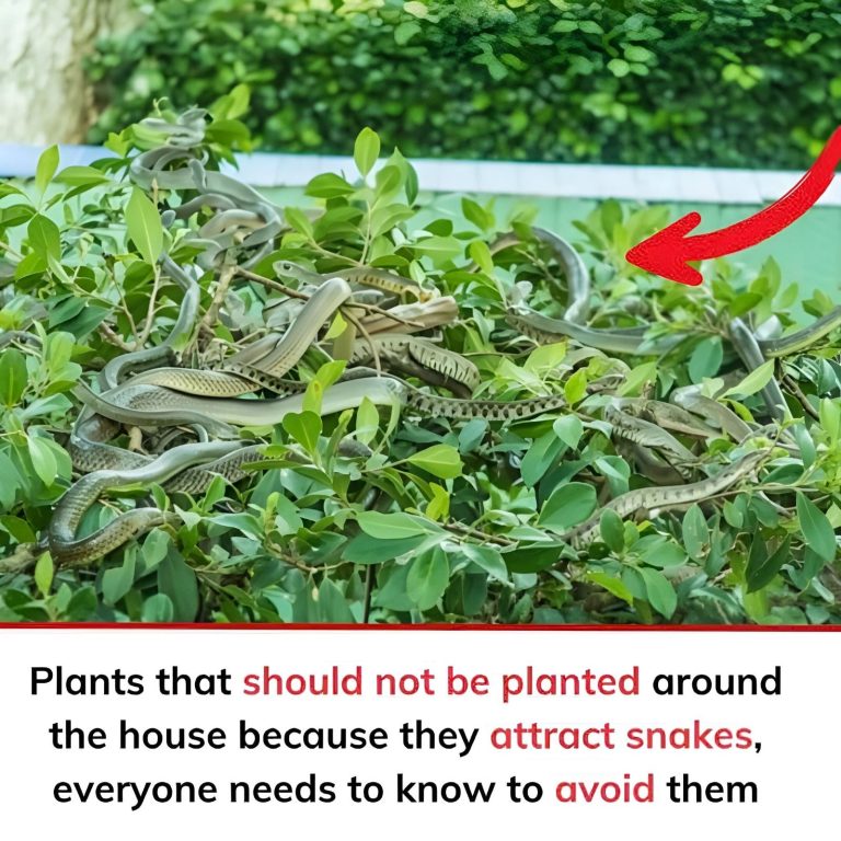 Plants that should not be planted around the house because they attract snakes, everyone needs to know to avoid them. Check the 1st comment