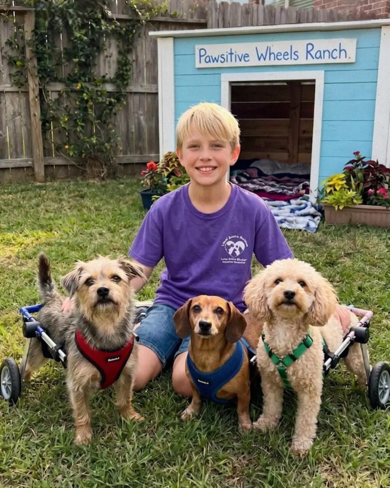 Hateful Neighbor Destroys 12 Year Old Special Needs Dog Shelter But Is Left Speechless When Neighborhood Association President Delivers A Ruthless Surprise