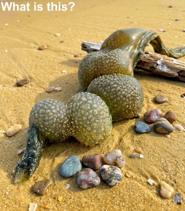 I was walking on the beach with my dog when he suddenly discovered this.