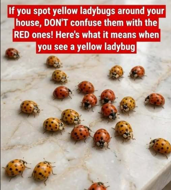 Why Yellow Ladybugs Appear in Gardens and What They Can Tell You About Your Plants